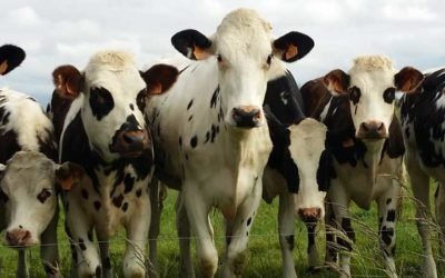 Проектирование Монтаж Запуск