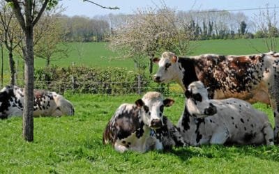 Переработка при молочной ферме